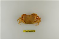 藏品(扁足澤蟹)的圖片